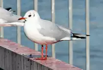 M�we am Rheinufer in Remagen - 07.02.2015