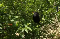 Wie sch�n wenn man einen Garten hat und den V�geln, wie hier dieser Amsel, zuschauen kann! 15.06.2014