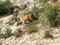 G�hren. In der N�he des Nordperdes, dem �stlichsten Punkt von R�gen, steigt eine Rehricke den K�stensteilhang hinunter. (29. September 2012)