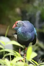 Grauk�pfiges Purpurhuhn (Porphyrio porphyrio poliocephalus), Leipzig 14.09.2008.