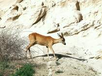 Ghren in der Nhe des Nordperdes, dem stlichsten Punkt von Rgen. Rehricke im Kstensteilhang. (29. September 2012)
