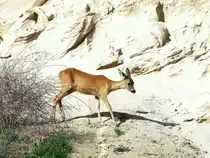 G�hren in der N�he des Nordperdes, dem �stlichsten Punkt von R�gen. Rehricke im K�stensteilhang. (29. September 2012)