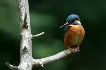 Ein neues Versteck am Schaalseekanal erm�glicht mir jetzt die Beobachtung der Eisv�gel aus kurzer Distanz. Ratzeburg; 27.06.2015