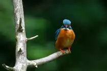 Ein neues Versteck am Schaalseekanal erm�glicht mir jetzt die Beobachtung der Eisv�gel aus kurzer Distanz. Ratzeburg; 27.06.2015