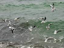 Mwen bei Sassnitz (5. Oktober 2012)