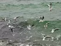 M�wen bei Sassnitz (5. Oktober 2012)