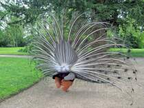 Blauer Pfauenhahn mit ausgebreiteter Federkrone im Schlosspark von Jever, Rckansicht (13. Mai 2014)