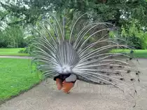 Blauer Pfauenhahn mit ausgebreiteter Federkrone im Schlosspark von Jever, R�ckansicht (13. Mai 2014)