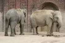 Asiatische Elefanten. Leipzig am 14.9.2008.
