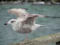 Diese einbeinige M�we muss ihre Fl�gel ausbreiten, um auf dem Gel�nder der Seebr�cke von Sassnitz das Gleichgewicht zu halten.(5. Oktober 2012)