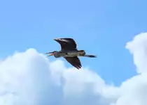 Graureiher macht sich lautstark �ber dem Stettiner Haff bemerkbar. - 28.06.2015