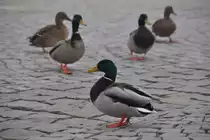 Stockenten auf dem Marktplatz (�BERLINGEN, Bodenseekreis/Deutschland, 24.02.2015)