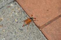 Maikfer auf der Terrasse (RHEINE, Kreis Steinfurt/Deutschland, 11.05.2015)