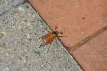 Maik�fer auf der Terrasse (RHEINE, Kreis Steinfurt/Deutschland, 11.05.2015)