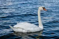 Schwan auf dem Stettiner Haff. - 28.06.2015