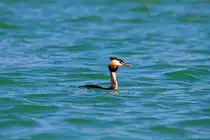 Haubentaucher Altvogel im Naturpark Feldberger Seenlandschaft. - 01.07.2015