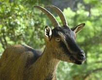 Wilde kri-kri Ziege in der Samaria Schlucht, Kreta, Griechenland; ein des Letztbleibens.


Aufnahmedatum: 10. Oktober 2012.