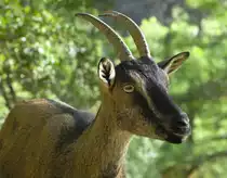 Wilde kri-kri Ziege in der Samaria Schlucht, Kreta, Griechenland; ein des Letztbleibens.


Aufnahmedatum: 10. Oktober 2012.