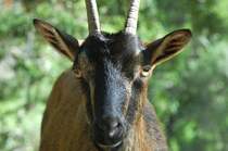 Wilde kri-kri Ziege in der Samaria Schlucht, Kreta, Griechenland; ein des Letztbleibens.

Aufnahmedatum: 10. Oktober 2012.