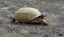 Spornschildkr�te (Centrochelys sulcata) im Guinate Park, Lanzarote.

Aufnahmedatum: 1. Mai 2011.