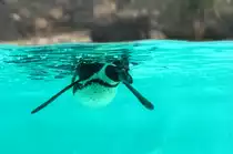 Humboldt-Pinguin (Spheniscus humboldti) im Guinate Park, Lanzarote.

Aufnahmedatum: 1. Mai 2011.