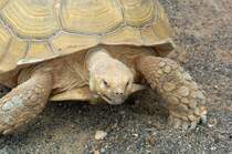 Spornschildkrte (Centrochelys sulcata) im Guinate Park, Lanzarote.

Aufnahmedatum: 1. Mai 2011.
