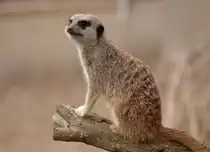 Erdm�nnchen (Suricata suricatta) im Guinate Park, Lanzarote.

Aufnahmedatum: 1. Mai 2011.