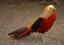 Goldfasan (Chrysolophus pictus) - Guinate Park, Lanzarota.

Aufnahmedatum: 1. Mai 2011.