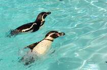  Humboldt-Pinguine (Spheniscus humboldti) im Guinate Park, Lanzarote.

Aufnahmedatum: 1. Mai 2011.