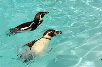  Humboldt-Pinguine (Spheniscus humboldti) im Guinate Park, Lanzarote.

Aufnahmedatum: 1. Mai 2011.