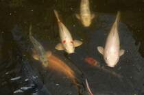 Karpfen in Giardini-Naxos, Sizilien.

Aufnahmedatum: 26. Juli 2013.