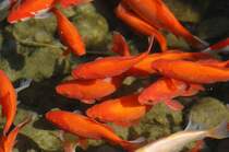 Goldfische in Giardini-Naxos, Sizilien

Aufnahmedatum: 1. August 2013