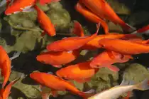 Goldfische in Giardini-Naxos, Sizilien

Aufnahmedatum: 1. August 2013