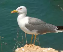 Silberm�we (Larus argentatus).

Aufnahmedatum: 27. Juli 2010.
