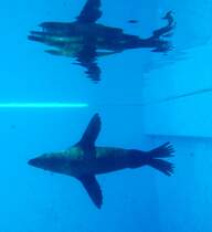 Zoomarine Algarve, Portugal

Aufnahmedatum: 27. Juli 2010.