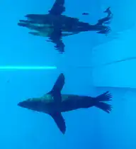 Zoomarine Algarve, Portugal

Aufnahmedatum: 27. Juli 2010.