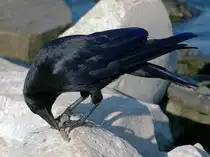 Eine Rabenkr�he nagt am Koblenzer Rheinufer an den letzten Resten einer Fischgr�te.. (2. Juli 2015) 