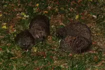 Gro�e Igelparade in unserem Garten. Es ist grad Paarungszeit. Ratzeburg, 2.7.2015