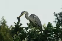 Ein Graureiher hat eine gro�e Ratte gefangen. Mit einer heftigen Bewegung hat er der laut quikenden Ratte bei dieser Aufnahme das Genick gebrochen um sie anschlie�end zu verschlingen. Ratzeburg 3.7.2015
