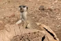 Erdm�nnchen (Suricata suricatta) in Los Palmitos, Gran Canaria, Spanien. 

Aufnahmedatum: 17. Oktober 2009.