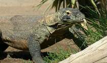 Komodowaran oder Komododrache (Varanus komodoensis) in Los Palmitos, Gran Canaria, Spanien.

Aufnahmedatum: 17. Oktober 2009.