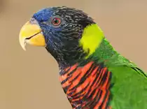 Allfarblori/Keilschwanzlori (Trichoglossus haematodus) in Los Palmitos, Gran Canaria, Spanien.

Aufnahmedatum: 17. Oktober 2009.