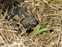 Schildkr�te Momo beim Fressen am 12.10.2007