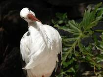 Weistorch (Ciconia ciconia) in Los Palmitos, Gran Canaria, Spanien.

Aufnahmedatum: 17. Oktober 2009.