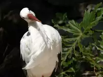 Wei�storch (Ciconia ciconia) in Los Palmitos, Gran Canaria, Spanien.

Aufnahmedatum: 17. Oktober 2009.