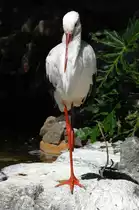 Wei�storch (Ciconia ciconia) in Los Palmitos, Gran Canaria, Spanien.

Aufnahmedatum: 17. Oktober 2009.