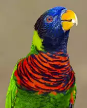 Allfarblori/Keilschwanzlori (Trichoglossus haematodus) in Los Palmitos, Gran Canaria, Spanien.

Aufnahmedatum: 17. Oktober 2009.