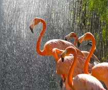 Flamingo (Phoenicopterus ruber) in Los Palmitos, Gran Canaria, Spanien.

Aufnahmedatum: 17. Oktober 2009.