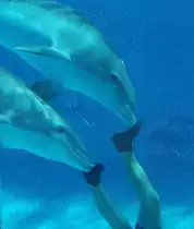 Delphine (Delphinidae) in Zoomarina Algarve, Portugal.

Aufnahmedatum: 27. Juli 2015.