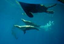 Seehunde im Zoomarine an der Algarve / Portugal.

Aufnahmedatum: 27. Juli 2010.